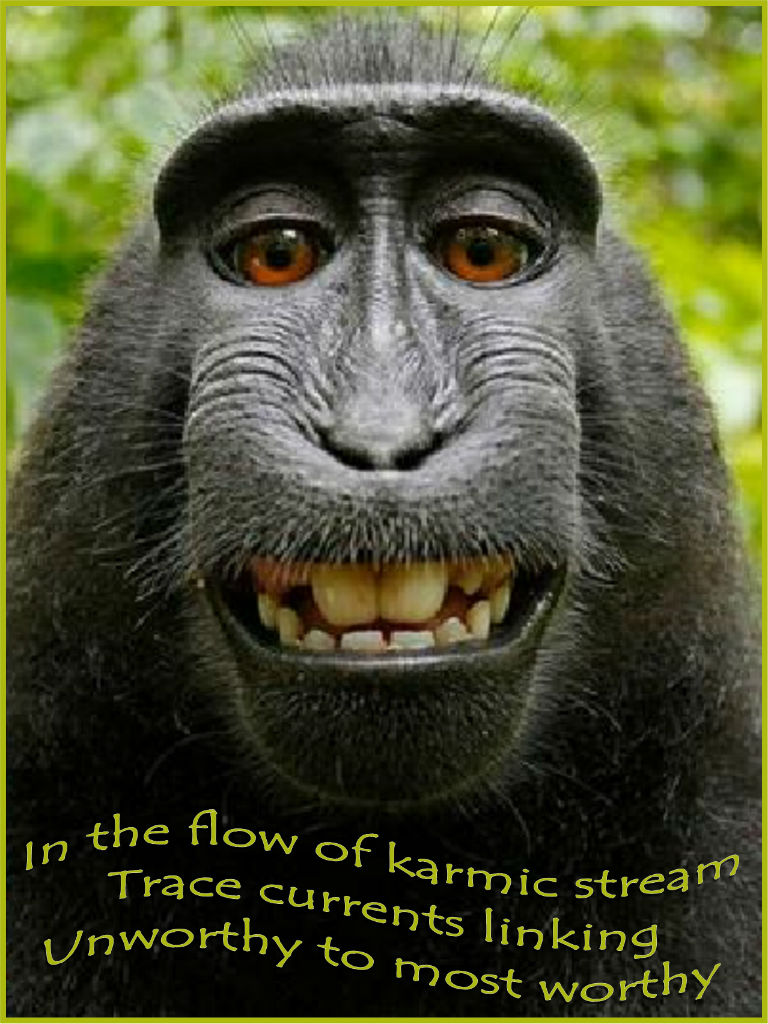 gorilla grin - karmic link 768x1024